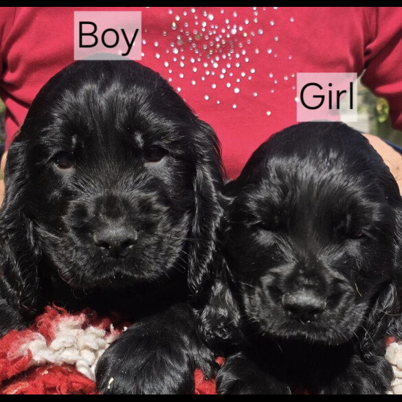Cocker Spaniel (Show) - Both