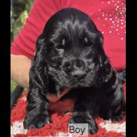Cocker Spaniel (Show) - Both