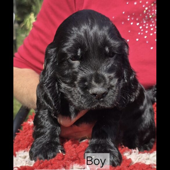 Cocker Spaniel (Show) - Both