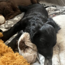 Cocker Spaniel (Show) - Both