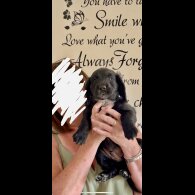 Cocker Spaniel (Show) - Both