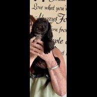 Cocker Spaniel (Show) - Both