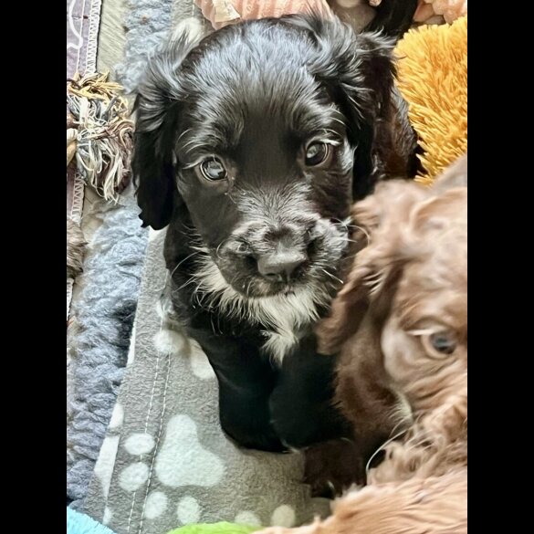 Cocker Spaniel (Show) - Both