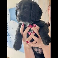 Cocker Spaniel (Show) - Both