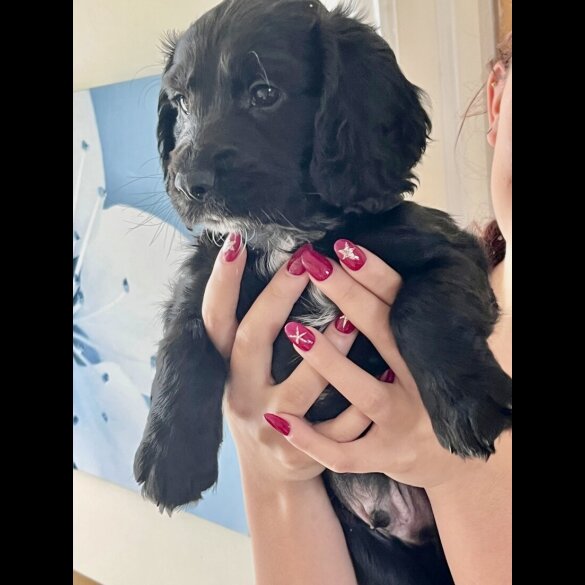 Cocker Spaniel (Show) - Both