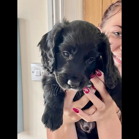 Cocker Spaniel (Show) - Both