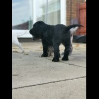 Cocker Spaniel (Show) - Both