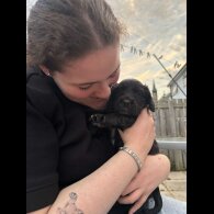 Cocker Spaniel (Show) - Both