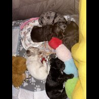 Cocker Spaniel (Show) - Both
