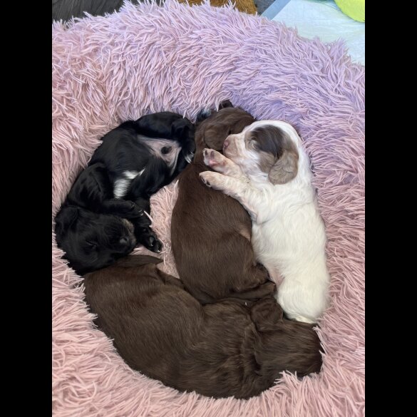 Cocker Spaniel (Show) - Both