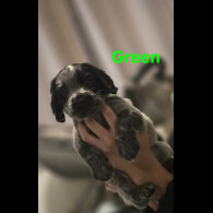 Cocker Spaniel (Show) - Both