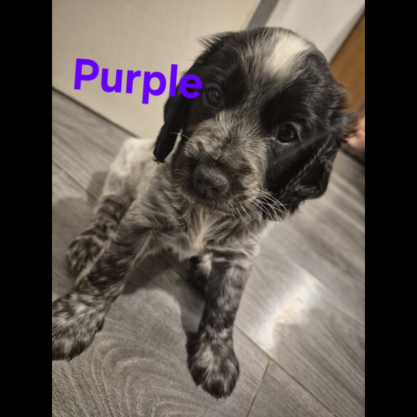 Cocker Spaniel (Show) - Both