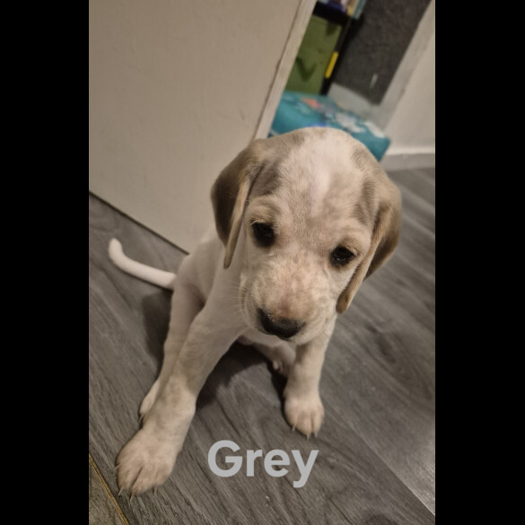Cocker Spaniel (Show) - Both