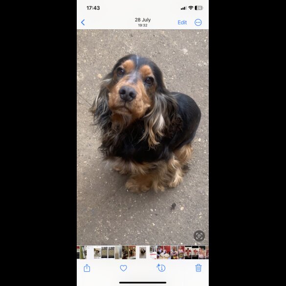 Cocker Spaniel (Show)