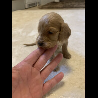 Cocker Spaniel (Show)