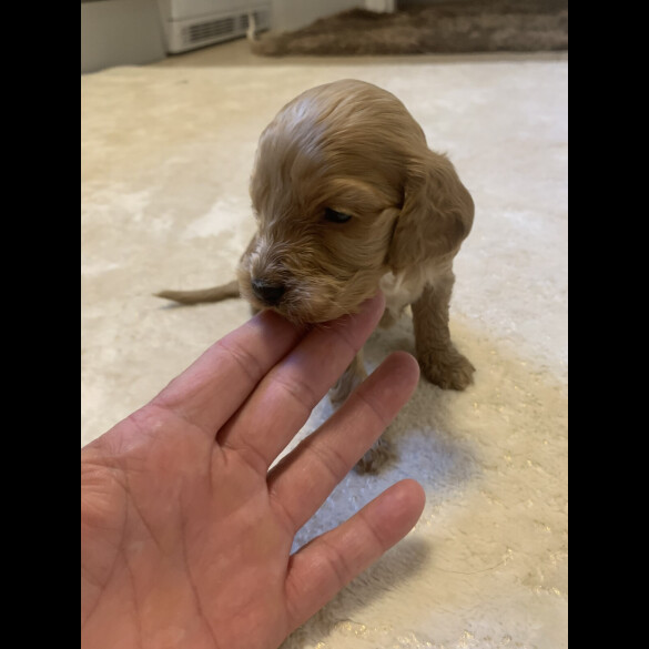 Cocker Spaniel (Show)