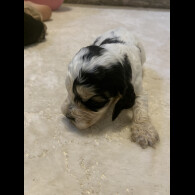 Cocker Spaniel (Show)