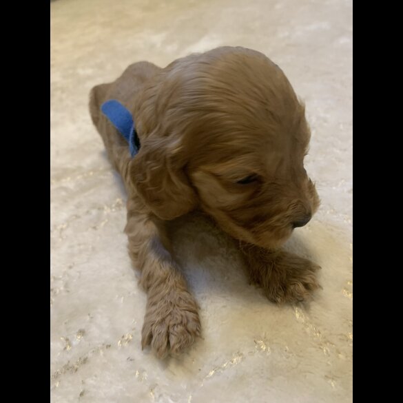 Cocker Spaniel (Show)