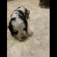 Cocker Spaniel (Show)