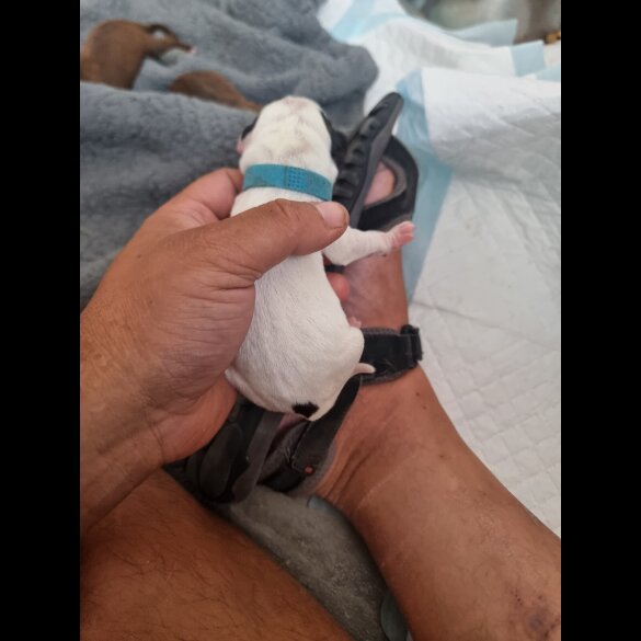 English Bulldog