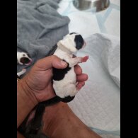 English Bulldog