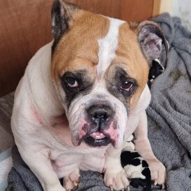 English Bulldog