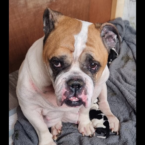 English Bulldog