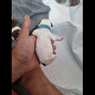 English Bulldog