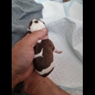 English Bulldog