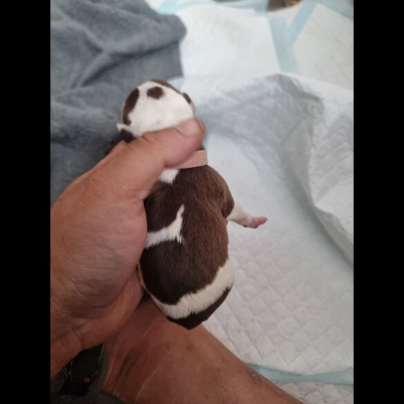 English Bulldog