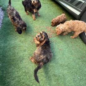 Cockapoo
