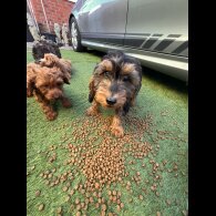 Cockapoo