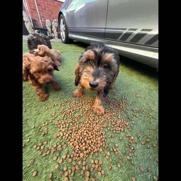 Cockapoo