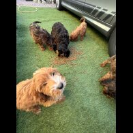 Cockapoo