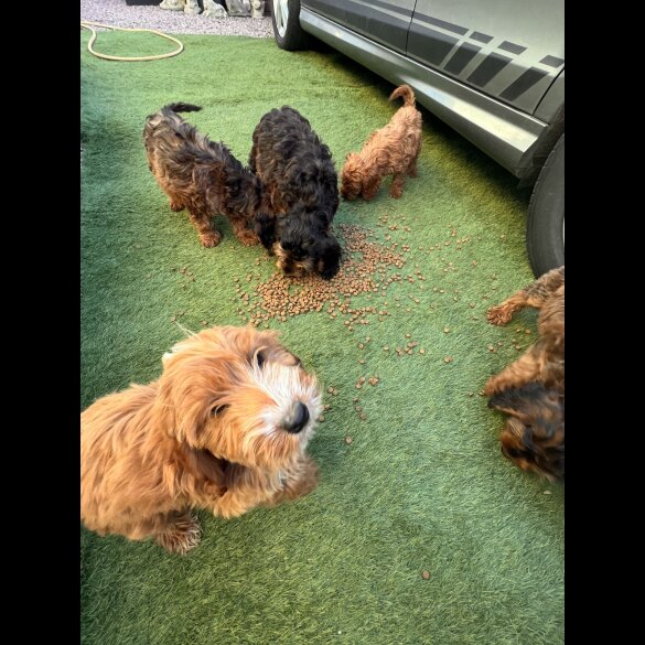 Cockapoo