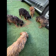 Cockapoo