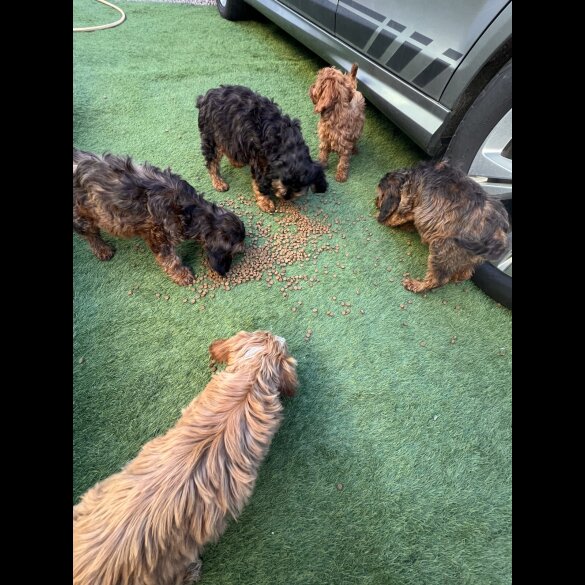Cockapoo