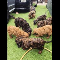 Cockapoo
