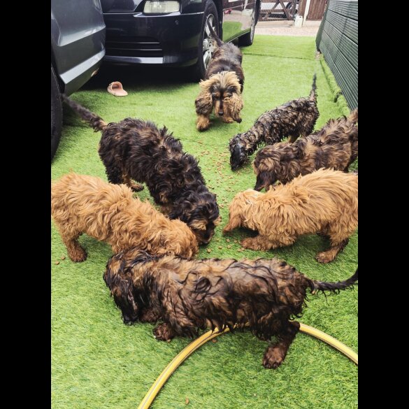 Cockapoo
