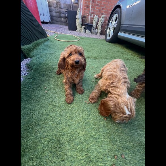 Cockapoo