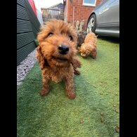 Cockapoo
