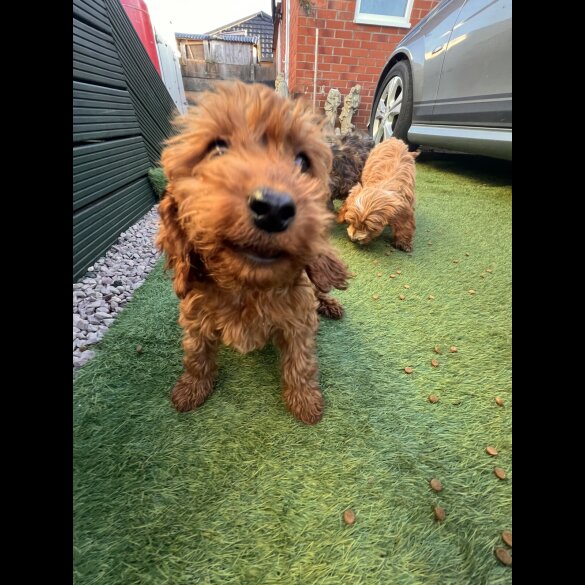 Cockapoo