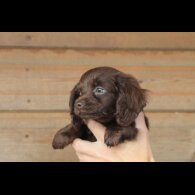 Dachshund (Long Haired) - Both