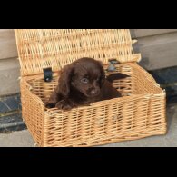 Dachshund (Long Haired) - Both