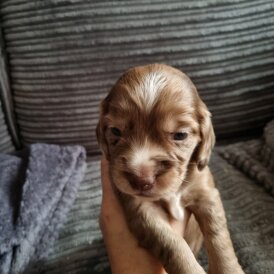 Dachshund (Long Haired)