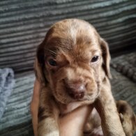 Dachshund (Long Haired)