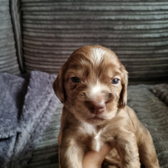 Dachshund (Long Haired)