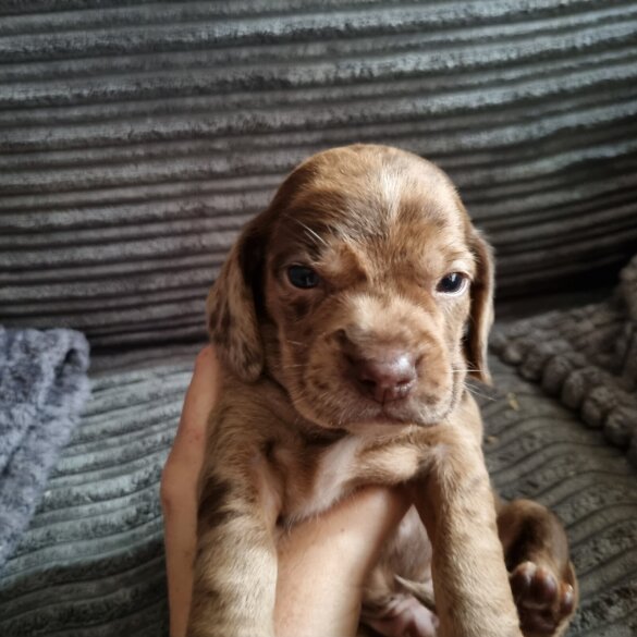 Dachshund (Long Haired)