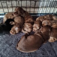 Dachshund (Long Haired)