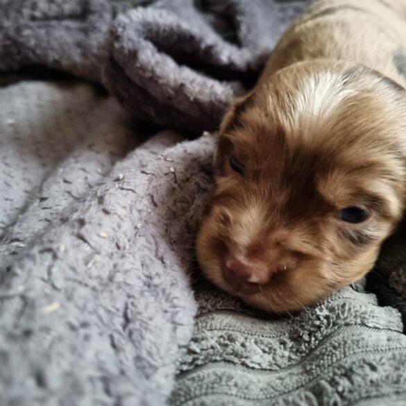 Dachshund (Long Haired)